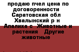 продаю пчел цена по договоренности - Саратовская обл., Хвалынский р-н, Апалиха с. Животные и растения » Другие животные   